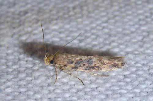 Réf. 250 763 : Scrobipalpa ocellatella